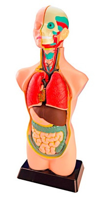 Anatomía 11 piezas