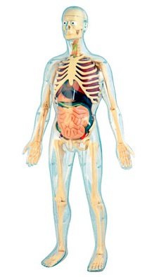 Anatomía humana 45 piezas